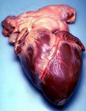 Klej do serca i naczyń krwionośnych