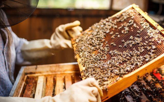 Zmutowany wirus przyczyną wymierania pszczół