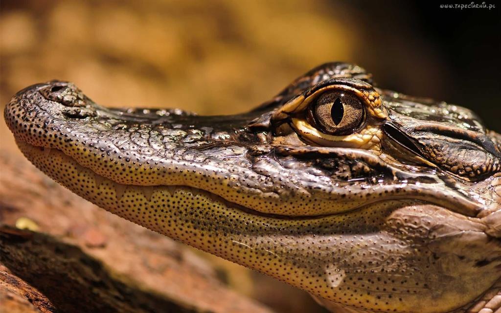 Jak aligatory lokalizują źródło dźwięków