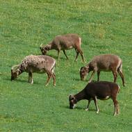 Dzikie owce korzystają z pasożytów wewnętrznych