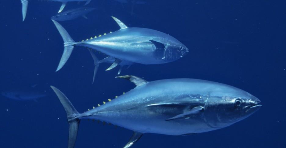 Głębinowa hodowla tuńczyka