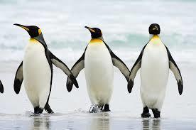 Pingwiny zagrożone chorobami zakaźnymi