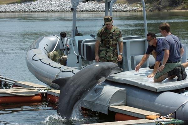 Czym zajmują się wojskowe delfiny?