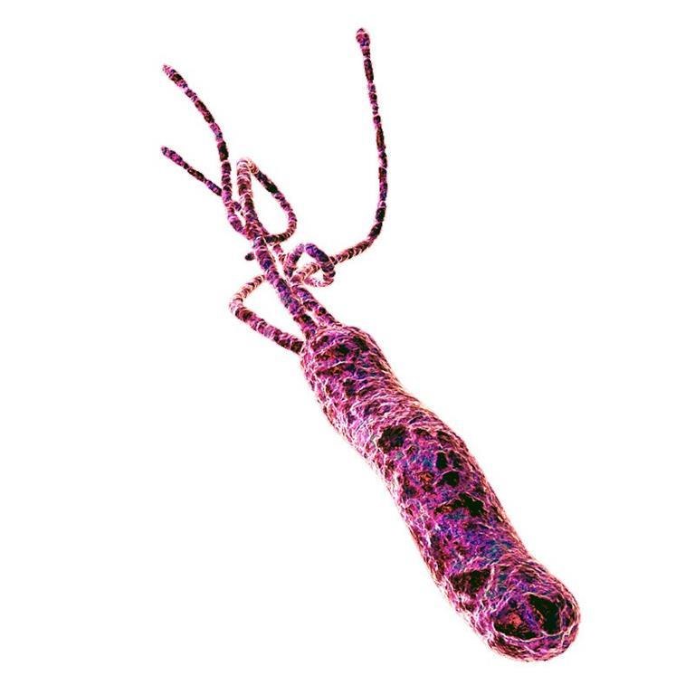 Kwas skuteczny w  walce z Helicobacter pylori?