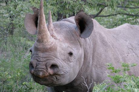 Bezpieczniejsze znieczulanie nosorożców