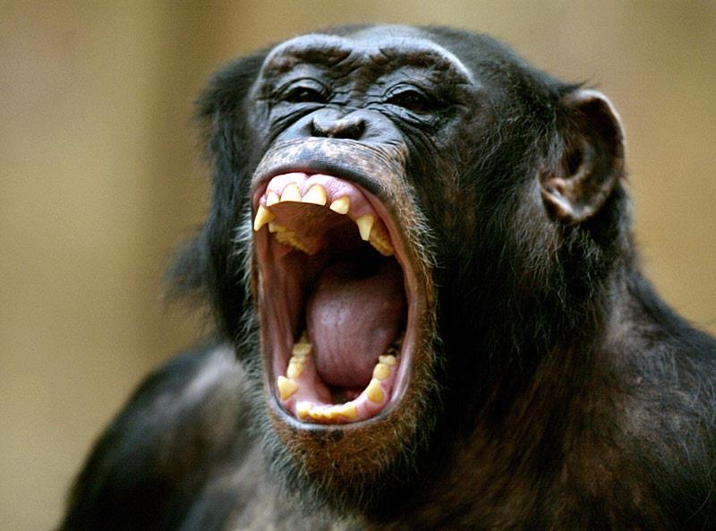 Szczepionka uratuje szympansy