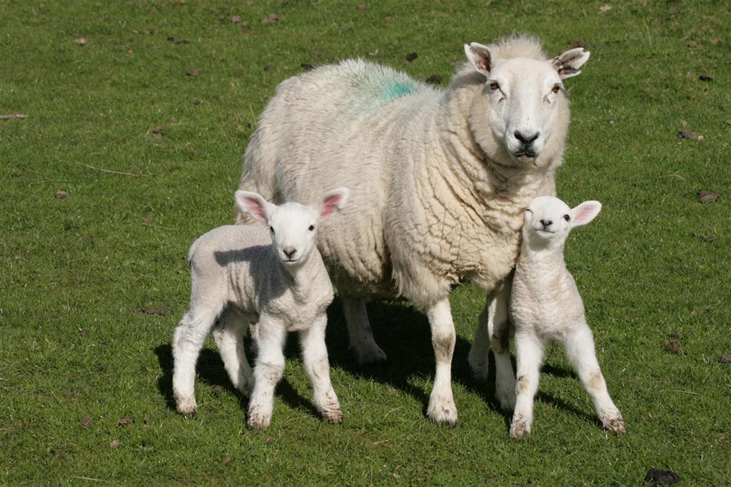 Doświadczenia poporodowe a behawior owiec