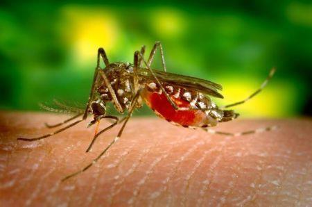 Mikrobiom komarów zwalcza dengę i malarię