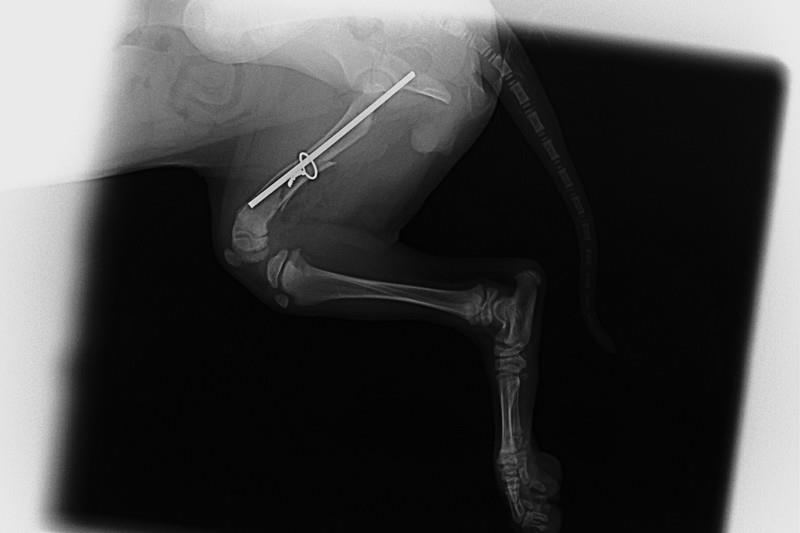Bioszkło - rewolucja w ortopedii?